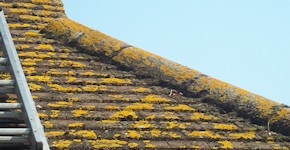 Brentwood roof before cleaning and moss removal